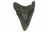 Fossil Megalodon Tooth - South Carolina #372383-1